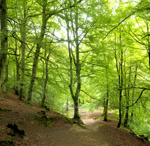green and woodland funerals in Sheffield by Dysons funeral directors